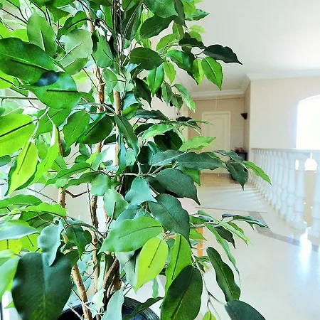 Suites & Beds Dp Albufeira Albufeira