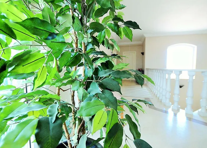 & Beds Dp アルブフェイラ